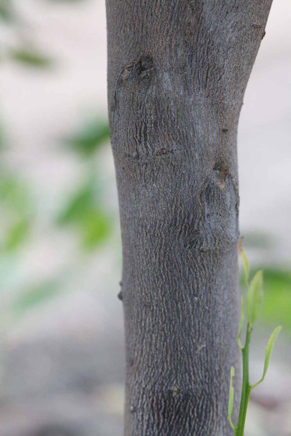                 Bark (Avana Apireno, Riverside, CA)       